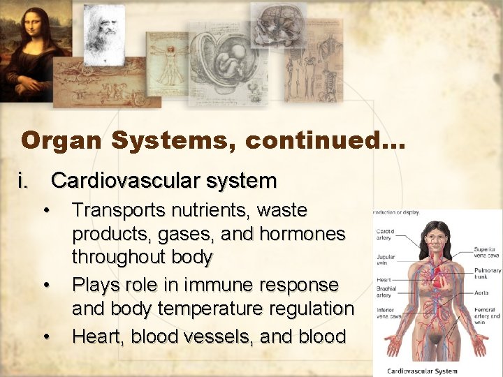 Organ Systems, continued… i. Cardiovascular system • • • Transports nutrients, waste products, gases,