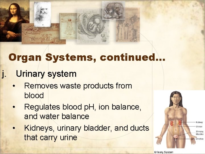 Organ Systems, continued… j. Urinary system • • • Removes waste products from blood
