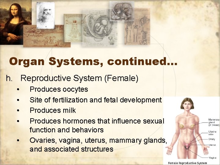 Organ Systems, continued… h. Reproductive System (Female) • • • Produces oocytes Site of