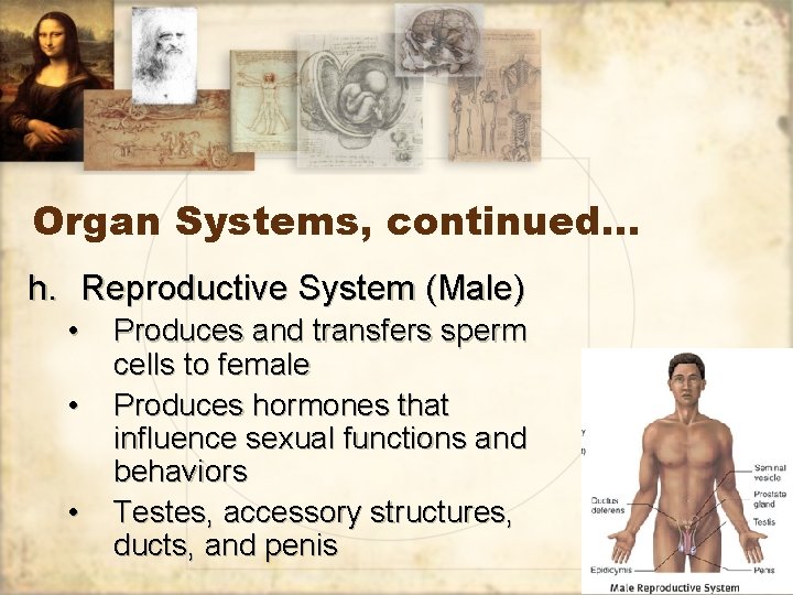 Organ Systems, continued… h. Reproductive System (Male) • • • Produces and transfers sperm