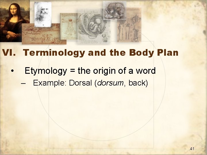 VI. Terminology and the Body Plan • Etymology = the origin of a word