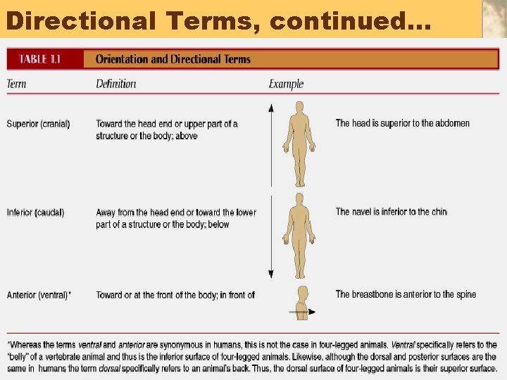 Directional Terms, continued… 43 