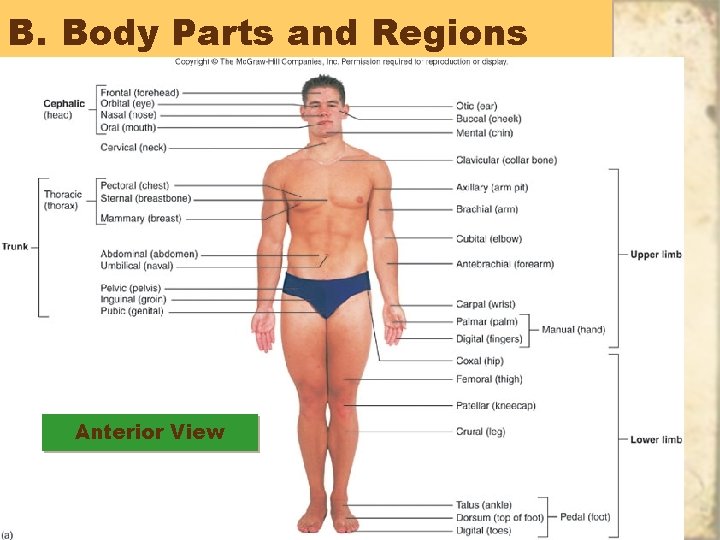 B. Body Parts and Regions Anterior View 46 