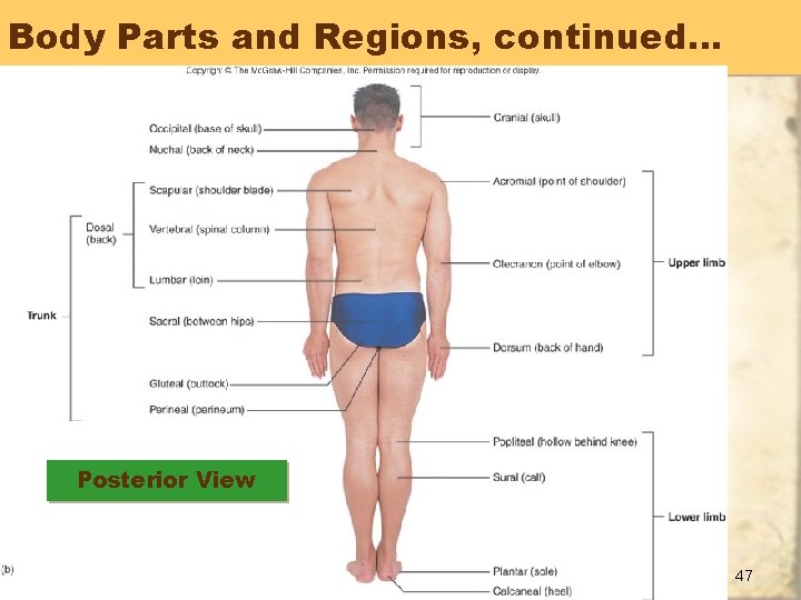 Body Parts and Regions, continued… Posterior View 47 