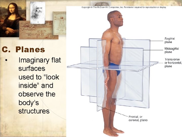 C. Planes • Imaginary flat surfaces used to “look inside” and observe the body’s