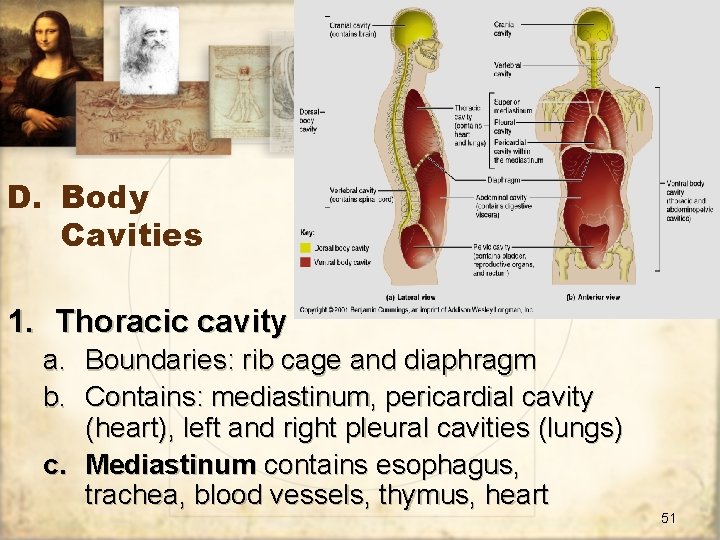 D. Body Cavities 1. Thoracic cavity a. Boundaries: rib cage and diaphragm b. Contains: