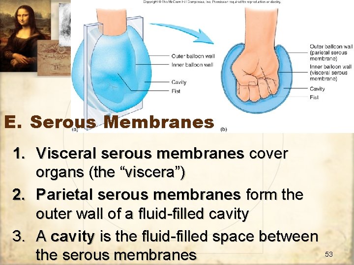 E. Serous Membranes 1. Visceral serous membranes cover organs (the “viscera”) 2. Parietal serous