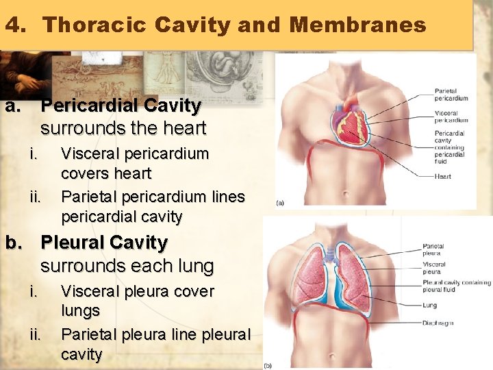 4. Thoracic Cavity and Membranes a. Pericardial Cavity surrounds the heart i. ii. Visceral