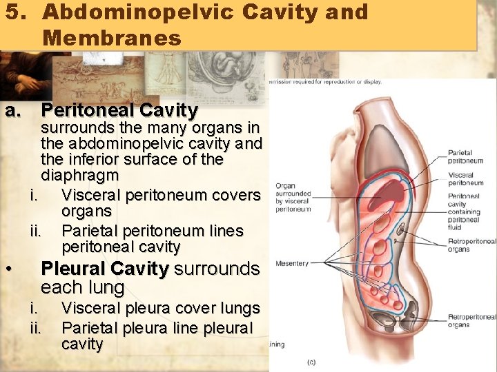 5. Abdominopelvic Cavity and Membranes a. Peritoneal Cavity surrounds the many organs in the