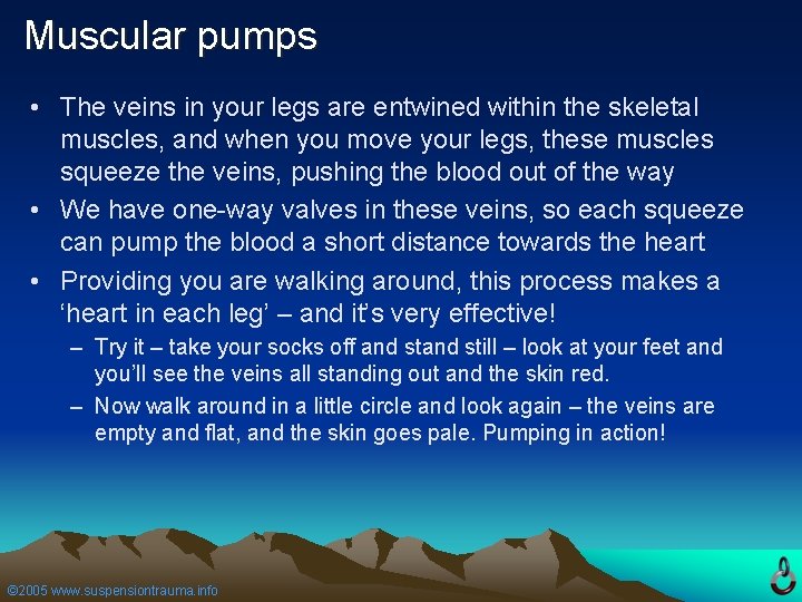 Muscular pumps • The veins in your legs are entwined within the skeletal muscles,