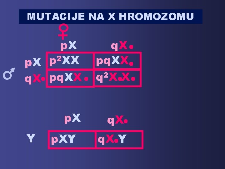 MUTACIJE NA X HROMOZOMU p. X 2 XX p p. X q. X pq.