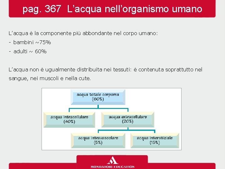 pag. 367 L’acqua nell’organismo umano L’acqua è la componente più abbondante nel corpo umano: