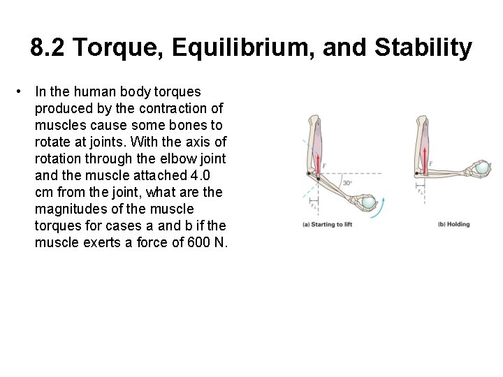 8. 2 Torque, Equilibrium, and Stability • In the human body torques produced by