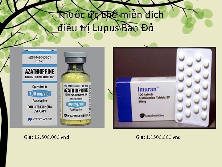 Thuốc ức chế miễn dịch điều trị Lupus Ban Đỏ Giá: 12. 500. 000