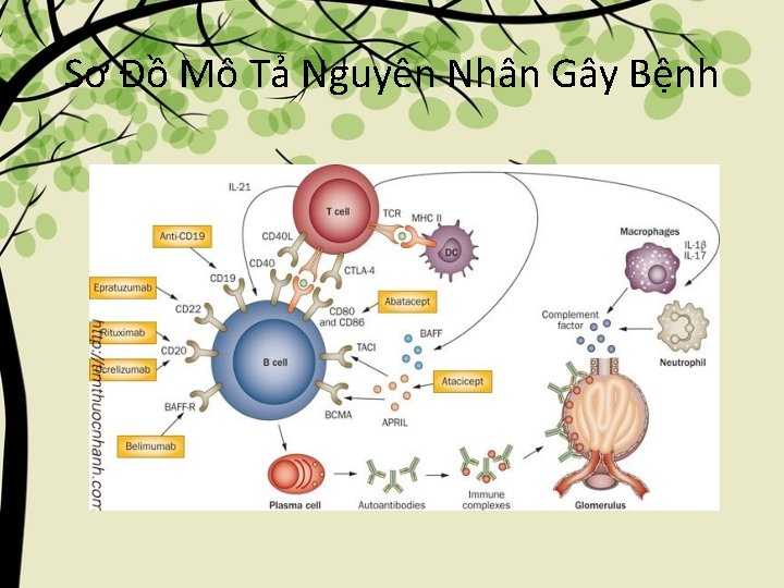 Sơ Đồ Mô Tả Nguyên Nhân Gây Bệnh 