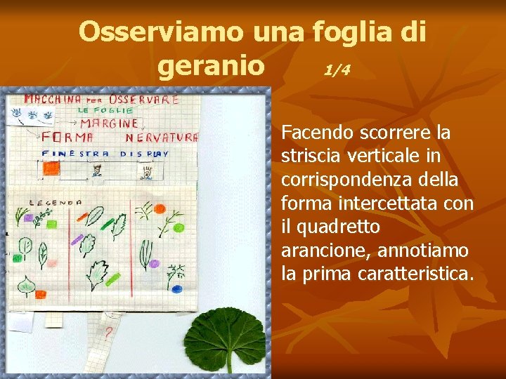 Osserviamo una foglia di geranio 1/4 n Facendo scorrere la striscia verticale in corrispondenza