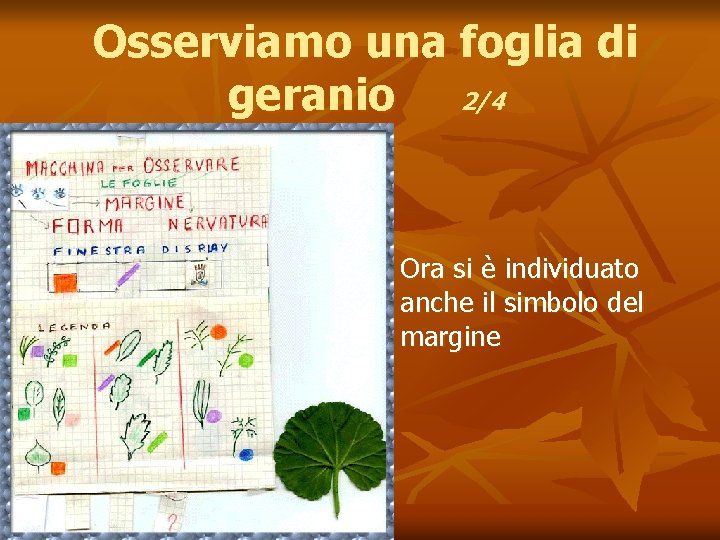 Osserviamo una foglia di geranio 2/4 n Ora si è individuato anche il simbolo