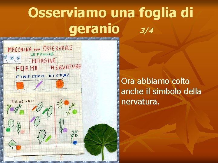 Osserviamo una foglia di geranio 3/4 n Ora abbiamo colto anche il simbolo della