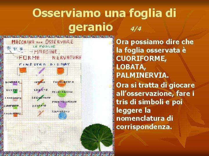 Osserviamo una foglia di geranio 4/4 n n Ora possiamo dire che la foglia