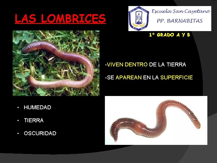 LAS LOMBRICES 1° GRADO A Y B -VIVEN DENTRO DE LA TIERRA -SE APAREAN