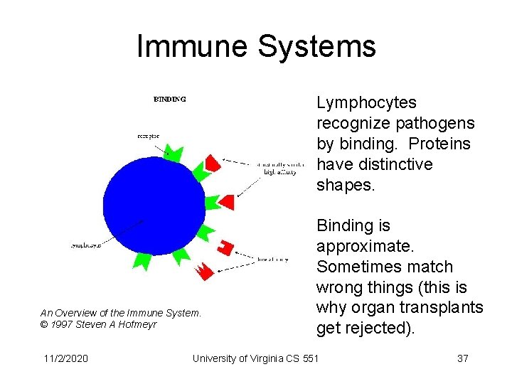 Immune Systems Lymphocytes recognize pathogens by binding. Proteins have distinctive shapes. An Overview of