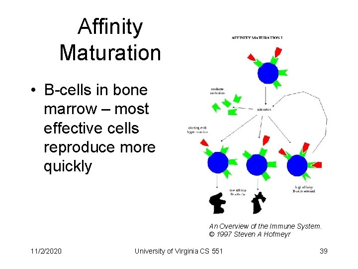 Affinity Maturation • B-cells in bone marrow – most effective cells reproduce more quickly