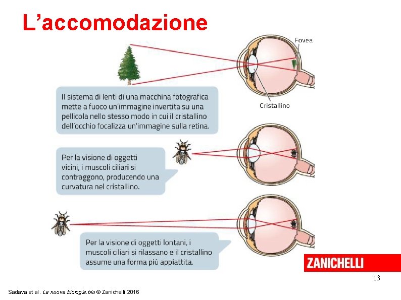 L’accomodazione 13 Sadava et al. La nuova biologia. blu © Zanichelli 2016 