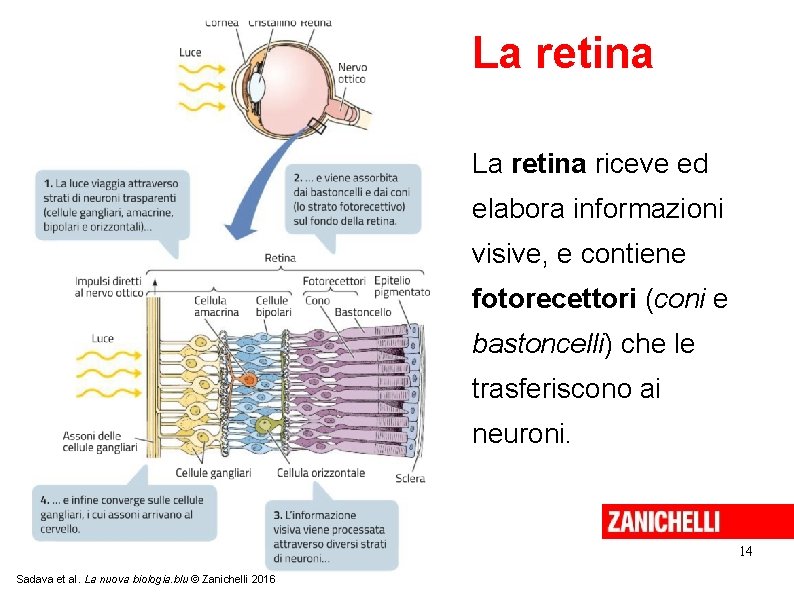 La retina riceve ed elabora informazioni visive, e contiene fotorecettori (coni e bastoncelli) che