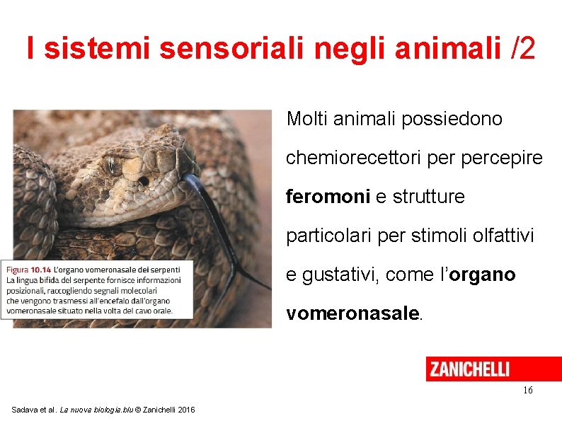 I sistemi sensoriali negli animali /2 Molti animali possiedono chemiorecettori percepire feromoni e strutture