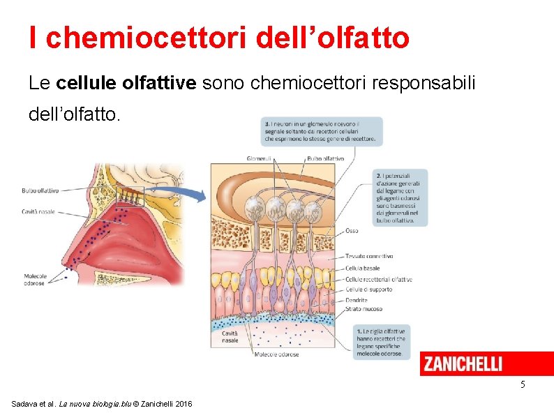 I chemiocettori dell’olfatto Le cellule olfattive sono chemiocettori responsabili dell’olfatto. 5 Sadava et al.