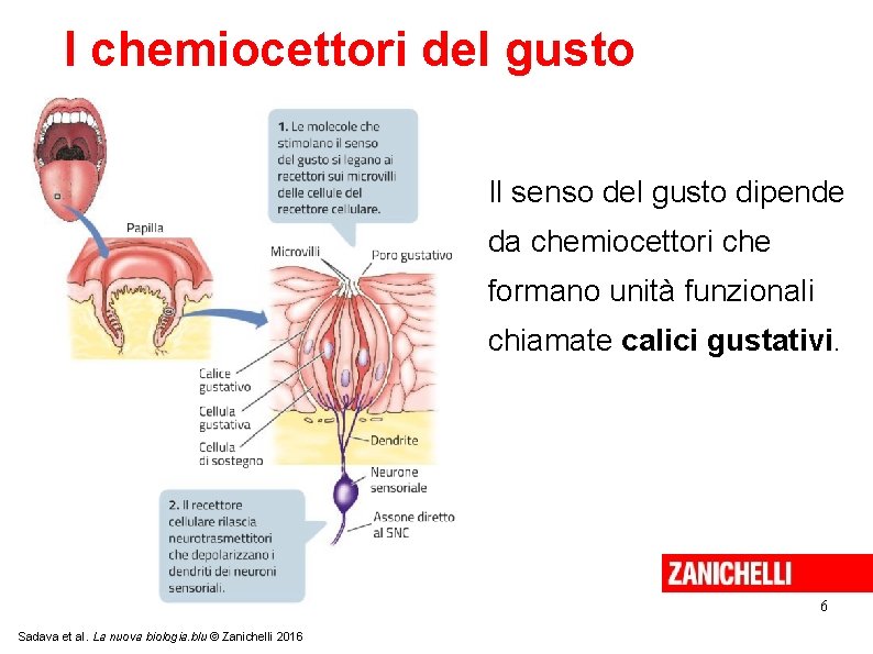 I chemiocettori del gusto Il senso del gusto dipende da chemiocettori che formano unità