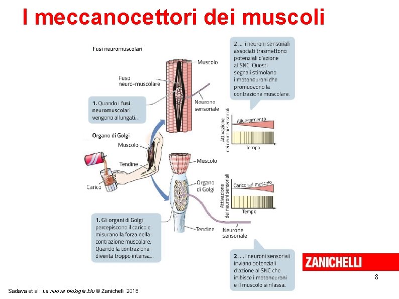 I meccanocettori dei muscoli 8 Sadava et al. La nuova biologia. blu © Zanichelli