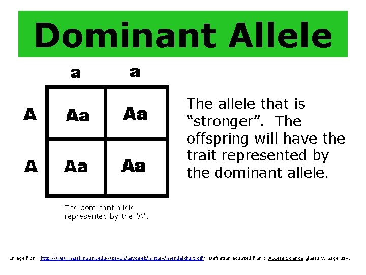 Dominant Allele The allele that is “stronger”. The offspring will have the trait represented