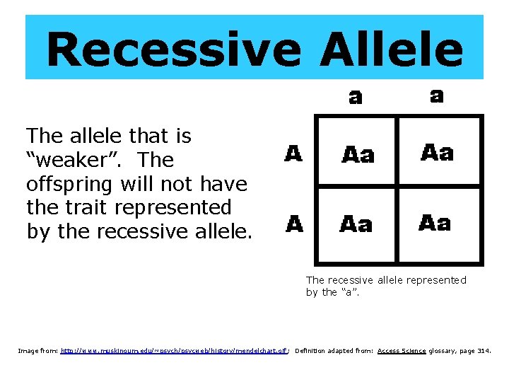 Recessive Allele The allele that is “weaker”. The offspring will not have the trait