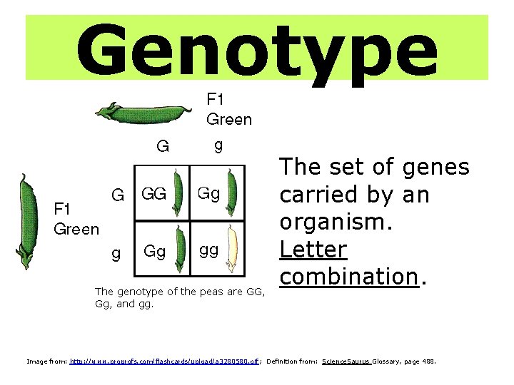 Genotype The genotype of the peas are GG, Gg, and gg. The set of