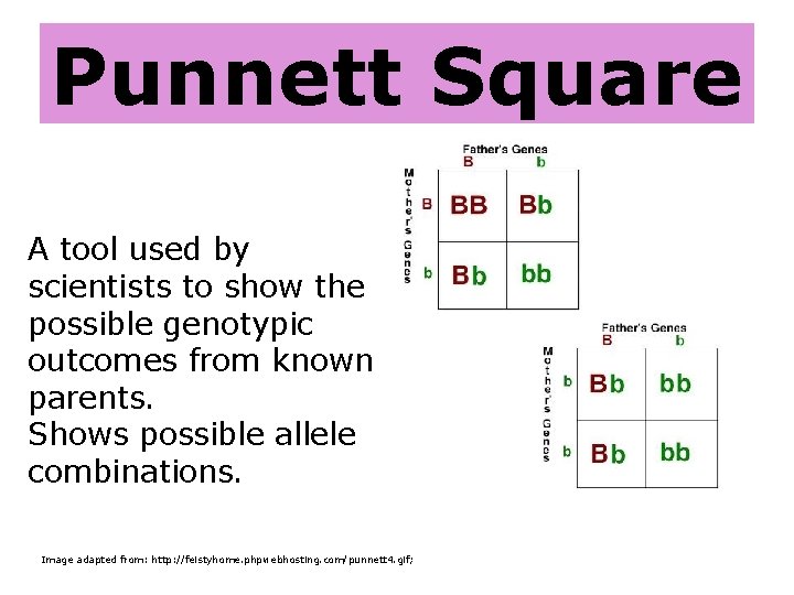 Punnett Square A tool used by scientists to show the possible genotypic outcomes from