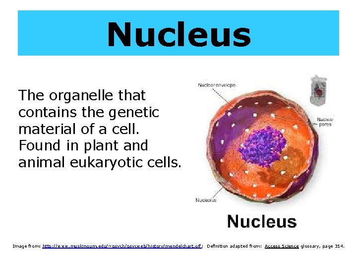 Nucleus The organelle that contains the genetic material of a cell. Found in plant