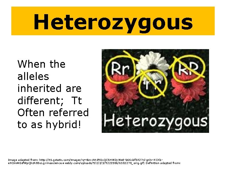 Heterozygous When the alleles inherited are different; Tt Often referred to as hybrid! Image