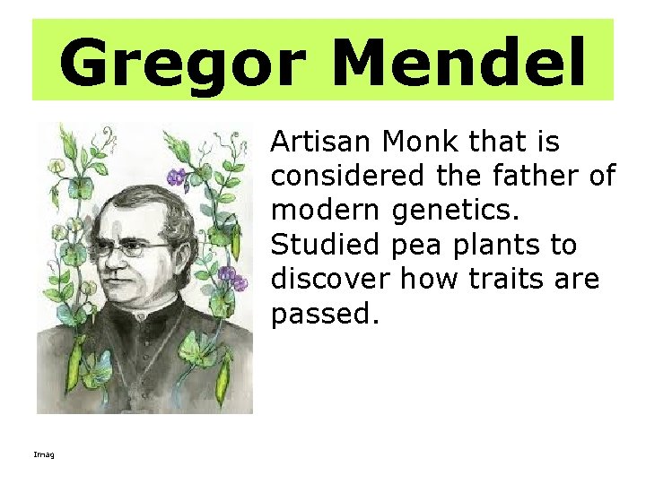 Gregor Mendel Artisan Monk that is considered the father of modern genetics. Studied pea