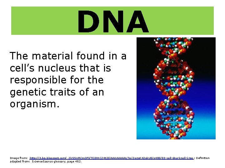 DNA The material found in a cell’s nucleus that is responsible for the genetic