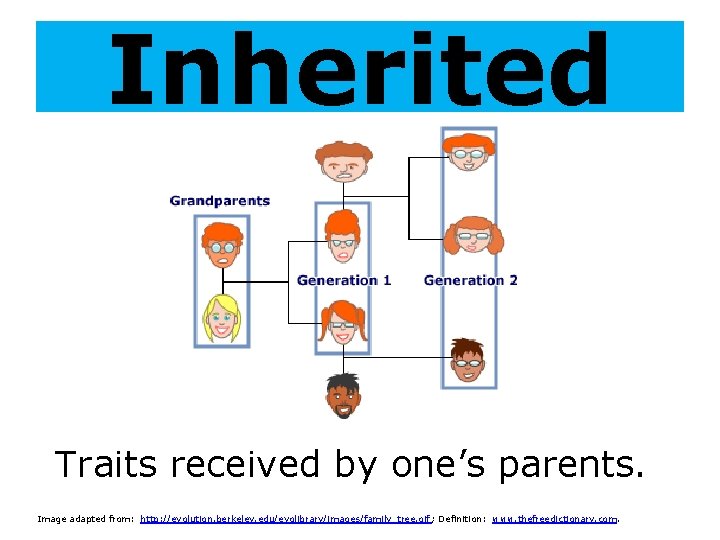 Inherited Traits received by one’s parents. Image adapted from: http: //evolution. berkeley. edu/evolibrary/images/family_tree. gif
