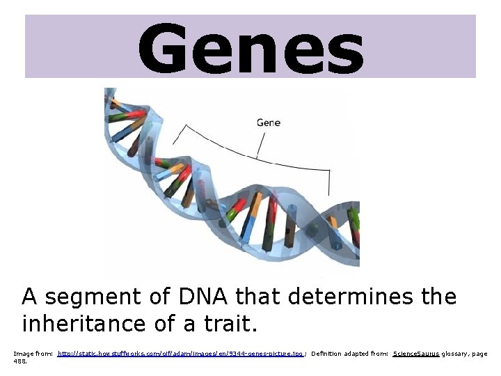 Genes A segment of DNA that determines the inheritance of a trait. Image from: