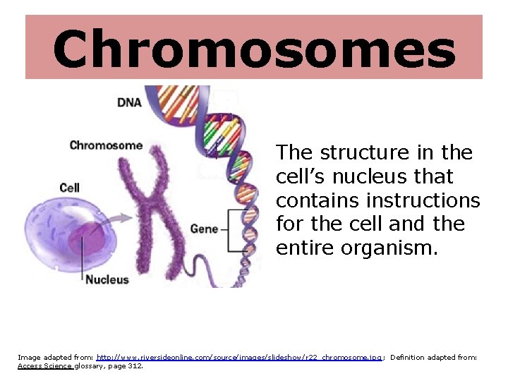 Chromosomes The structure in the cell’s nucleus that contains instructions for the cell and