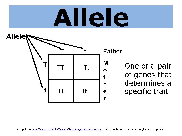 Allele One of a pair of genes that determines a specific trait. Image from: