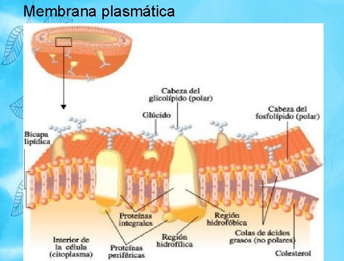 Membrana plasmática Membrana plasmática