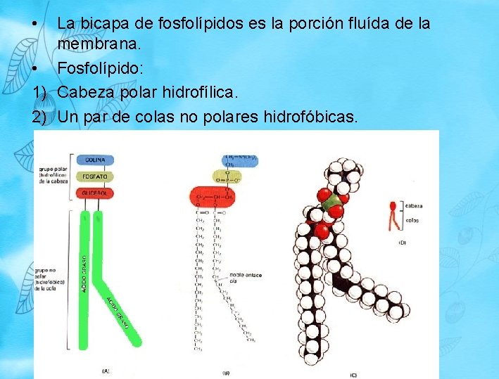 • La bicapa de fosfolípidos es la porción fluída de la membrana. • • La bicapa de fosfolípidos es la porción fluída de la membrana. •
