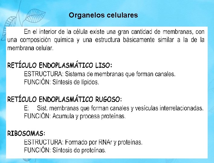 Organelos celulares Organelos celulares