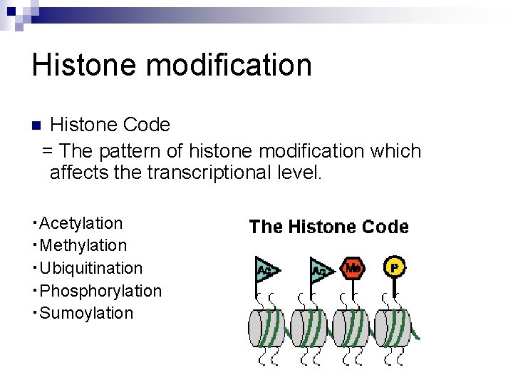 Histone modification Histone Code = The pattern of histone modification which affects the transcriptional