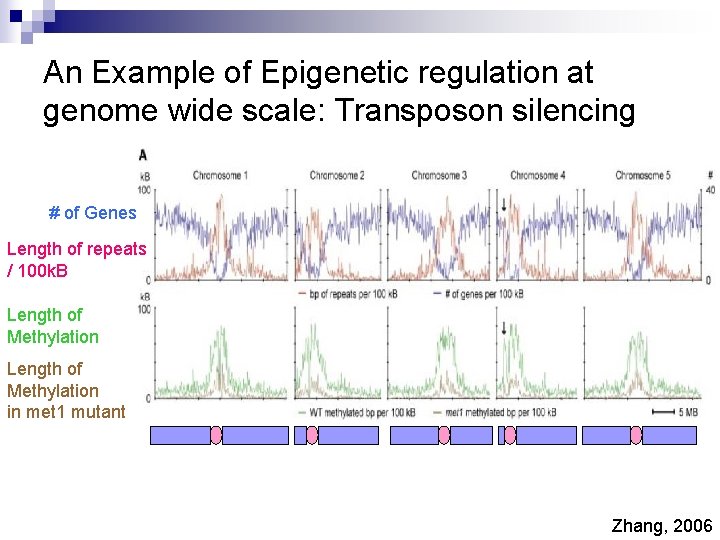 An Example of Epigenetic regulation at genome wide scale: Transposon silencing # of Genes