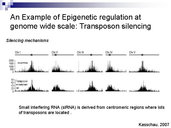 An Example of Epigenetic regulation at genome wide scale: Transposon silencing Silencing mechanisms Small
